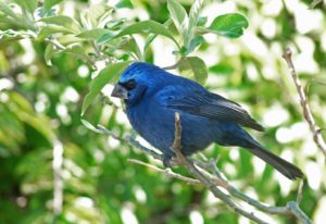 a bluebird perches on a thin branch in a forest